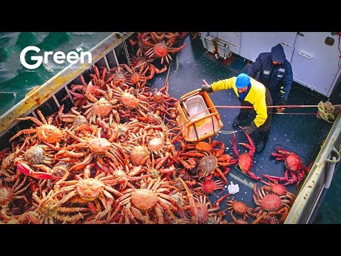 Catching and Processing Hundreds of Tons of Wonderful Alaskan King Crab at Sea!
