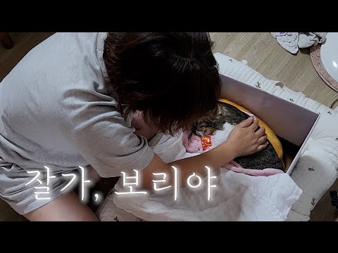 9년을 함께한 나의 고양이 보리, 마지막 4일의 기록