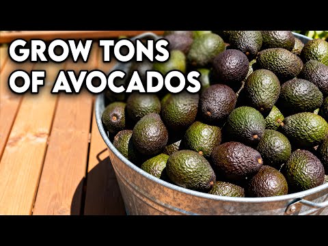 How To Grow An Endless Supply Of Avocado
