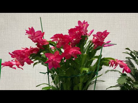 핑크가재발 꽃을 잘 피우기 분갈이.시골집 옛날게발 장관입니다.꽃봉오리 달린 부활절 원종게발 옮기지 마세요.💖