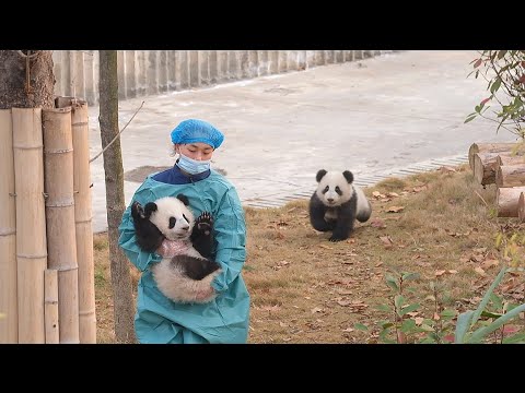 Wherever the keeper goes, I go too — her most loyal little follower 🐼