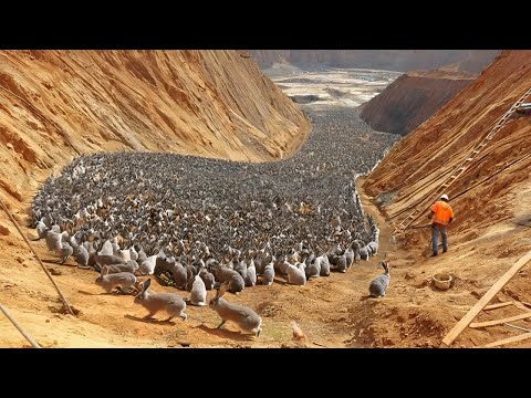 Китай Переселил Миллион Кроликов в Пустыню, Через Год Мир Был Шокирован