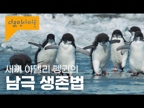 A refreshing look at the penguins' Antarctic survival story in this sweltering weather | KBS Docu...