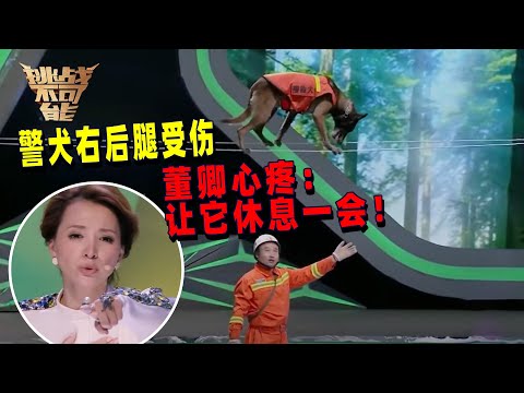 警犬挑战高空走钢丝 众人惊呼厉害 董卿却一眼看到不一样 心疼直呼让它休息一会！| 挑战不可能 Impossible Challenge