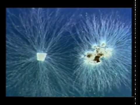 Жизнь в почве, Япония