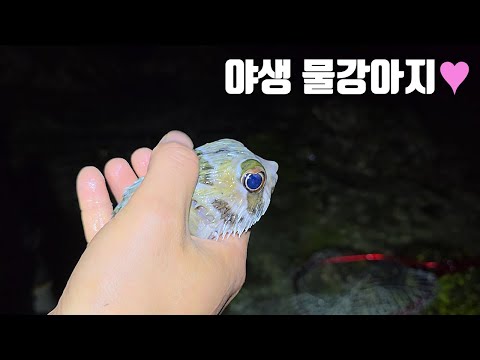 I met a heart-poundingly cute water puppy who has absolutely no fear of humans ♥