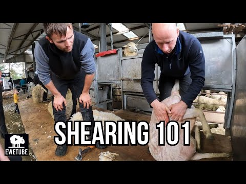 SHEEP SHEARING LESSONS WITH TOP IRISH INSTRUCTORS
