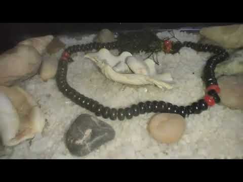 برج الحمل ♈ كفاية سكوت الحقيقة هتظهر وحقك راجع أنت ووجعك مش راح على الفاضي #القارئه_ام_احمد