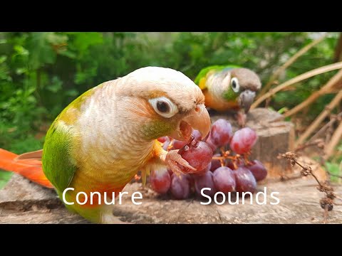 Conure Sounds | conure bird eats the grapes, it looks happy #conure #birdsounds #parrotsound