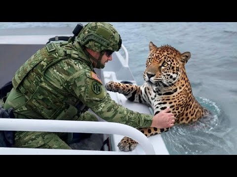 ¡Los 100 rescates de animales más asombrosos captados por cámara!