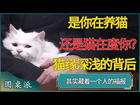 是你在养猫，还是猫在度你？猫缘深浅的背后，其实藏着一个人的福报  #窦文涛 #梁文道 #马未都 #周轶君 #马家辉 #许子东 #圆桌派  #圆桌派第八季