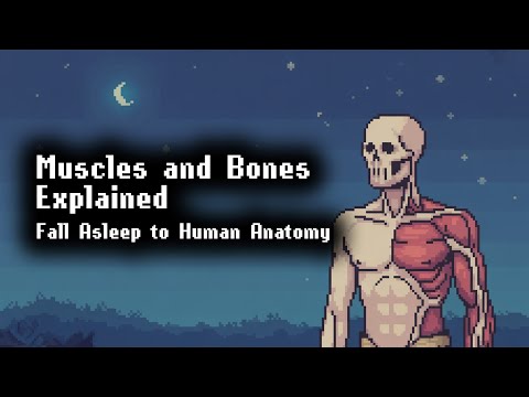 Basics of Human Muscles |  3 Hour Science Lecture