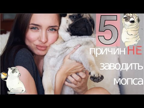 5 причин НЕ заводить мопса  |  что ОБЯЗАТЕЛЬНО нужно знать, когда заводишь мопса