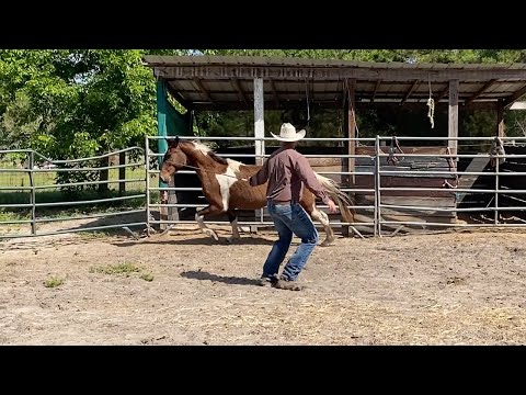 Nobody Can Catch this Horse!