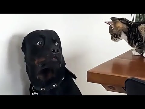 Dogs Terrified of Cats 😹 | Ultimate Funny Dog and Cat Moments
