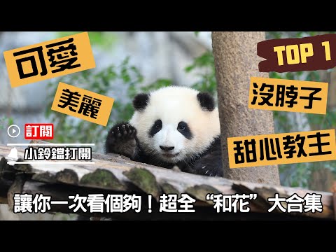 《熊貓主題趴》“和花”合集：2022上半年粉絲最愛熊貓TOP 1 | iPanda熊貓頻道