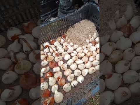 Начало выгонки тюльпана!!! Сезон 2026 года.