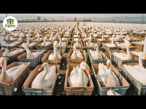 How Chinese Best Duck Restaurant Sell Nearly 4000 Ducks A Day | Processing Factory