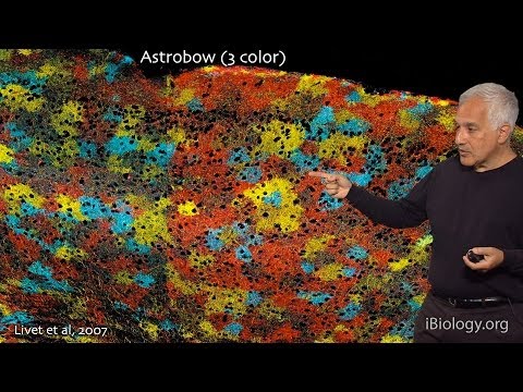 Jeff Lichtman (Harvard) Part 1: Connectomics: seeking neural circuit motifs