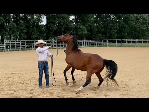 Reactive Arabian Has Not been Ridden in 7 Years. 😳
