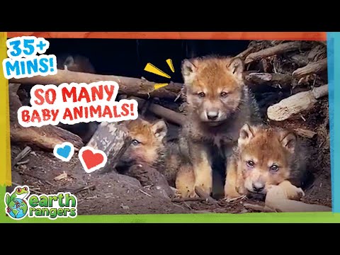35 Minutes Of Adorable Baby Animal Stories | Earth Rangers