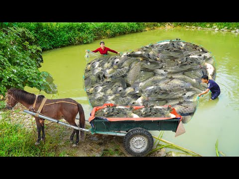 Dredge Fishing Nets Harvest Lots Of Carp, Use Horse Drawn Cart To Transport Many Carp Go To Sell