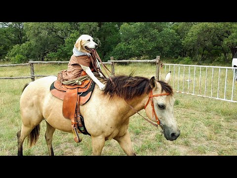 The Smartest Animals on Earth?! 😯 | BEST Videos of Pets