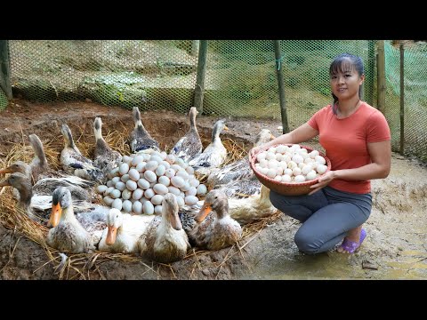 REWIND TIMELAPSE --Harvesting A Lot Of Eggs Go To Market Sell --Raising Ducks/ Phuong's Story