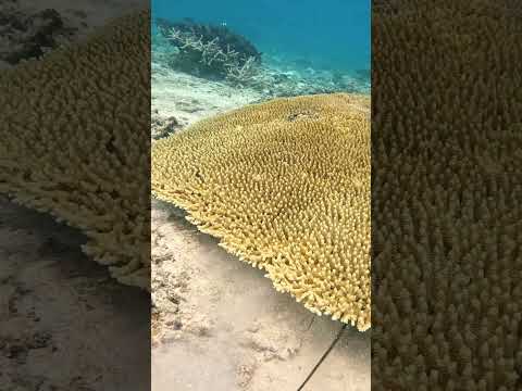 Giant $1000 Lobster Hunt Bow and Arrow (Catch n Cook)