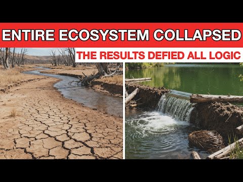 Entire Ecosystems COLLAPSED in Washington. What Happened After They Brought Back Beavers Is Unreal