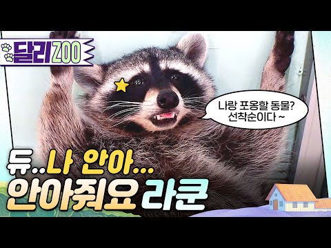 [🐕#달리ZOO] 만나는 동물마다 포옹해주는 인싸 라쿤 '앙꼬'🦝 #TV동물농장 #달리 #DALI