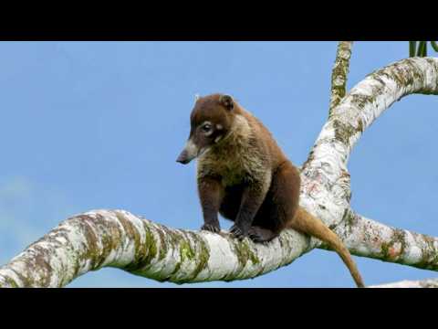 L'étrange biodiversité du Costa Rica