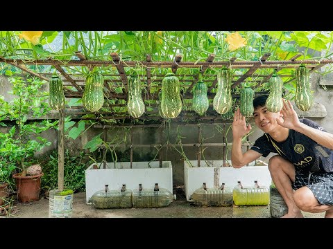 How to Grow Giant Pumpkins in Styrofoam Boxes – The Super Fruit Hack Nobody Told You!