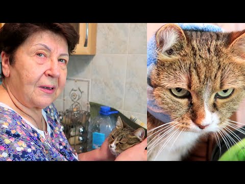 Мама @Мамины рецепты рассказывает ОТКУДА ВЗЯЛАСЬ ЛИЗА и другие наши кошки?! КАК СЛОЖИЛАСЬ ИХ СУДЬБА?