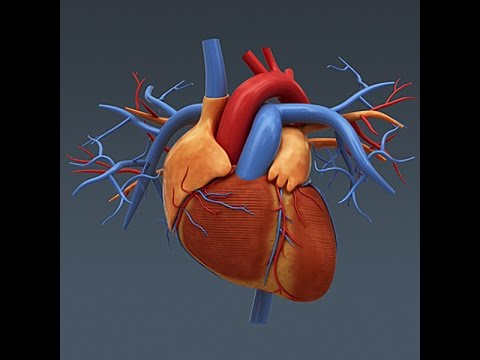Anatomy and Physiology of The Heart