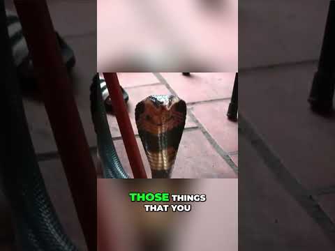 Live Cobra Heart: A Shocking Culinary Adventure! #anthonybourdain #vietnamtravel