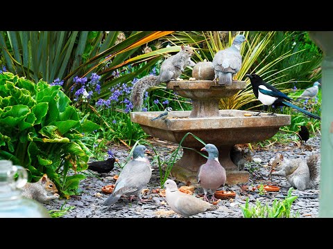 CAT TV NO ADS 🕊️ Birds & Squirrels Visit the Fountain to Feast 🐿️ Videos for cats to watch