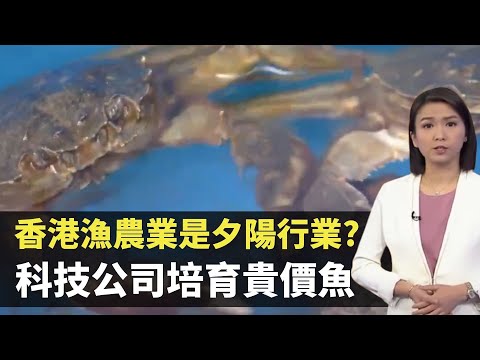 TVB新聞透視 -香港漁農業是夕陽行業?  科技公司培育貴價魚 活化魚塘養大閘蟹小龍蝦 －香港新聞－TVB News－陳嘉欣