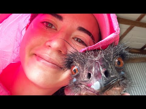 THE ANIMALS ARE OKAY! (texas floods aftermath vlog)
