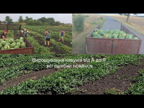 Growing watermelons from A to Z. All the tips for beginners