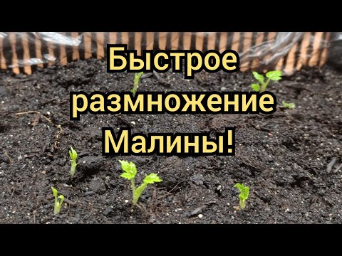 Как быстро размножить Малину. Размножение малины крапивкой. Саженцы малины. Часть 1.