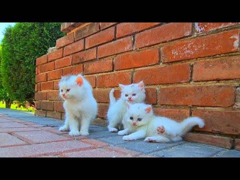 Homeless kittens crying out loud for Mother cat