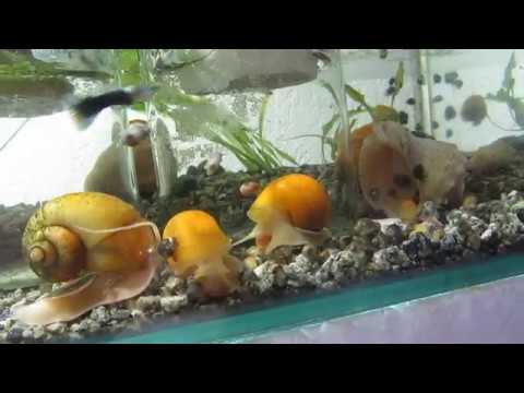 Почему умирают ампулярии