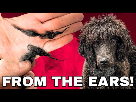 Worst OWNER Mistake EVER on a POODLE!