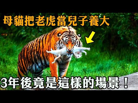 The cat mother raised the tiger as her son and met again after 3 years of separation. The tiger's n
