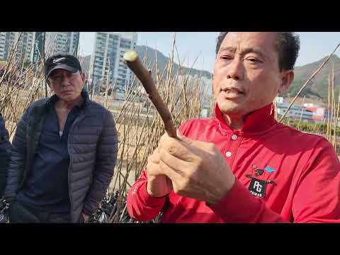 #접목칼 #접목도 #접목 #접목시기 #접목칼판매 #접목도판매 #접목가위 #황금알농법 010-6608-7199