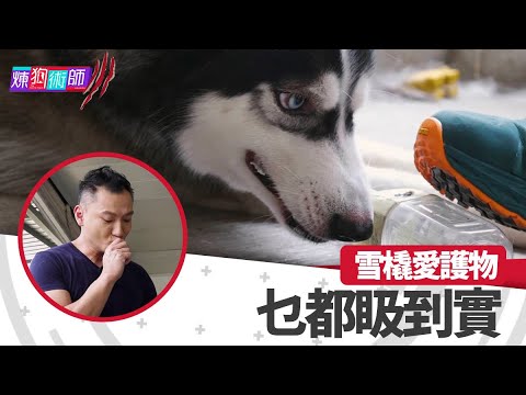 屈臣氏 Wats Petmacy 寵物藥妝呈獻：煉狗術師III｜EP13 Part1｜雪橇愛護物 乜都𥄫到實 ｜ Eric Ko ｜ 鄺芷凡 ｜雪橇｜HOY｜HOYTV