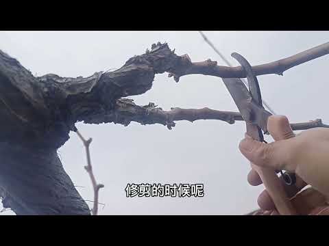 5年庭院葡萄产果200斤，60岁老农到底是怎样修剪的，赶快去看看！#记录真实生活 #villagelife #village