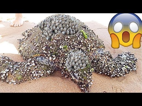 Rescue Sea Turtles, Removing Barnacles from Poor Sea Turtles Compilation