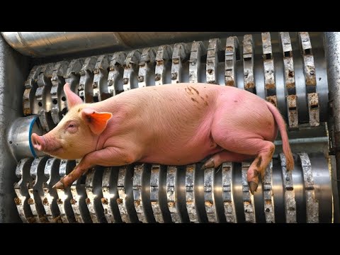 Безумные Процессы На Производстве, От Которых Волосы Дыбом